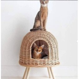 Duo Félin en Harmonie : Élégance et Confort Naturel